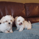 Shih Tzu Puppies for sale in Town 'N' Country, FL, USA. price: NA