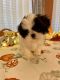 Shih Tzu Puppies for sale in Bastrop, TX 78602, USA. price: NA