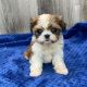 Shih Tzu Puppies for sale in San Diego, CA, USA. price: $700