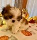 Shih Tzu Puppies for sale in Bastrop, TX 78602, USA. price: NA