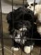 Shih Tzu Puppies for sale in Madison, AL, USA. price: $700