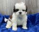 Shih Tzu Puppies for sale in Centereach, NY, USA. price: NA