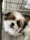 Shih Tzu Puppies for sale in Warren, MI, USA. price: $1,500