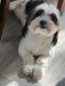 Shih Tzu Puppies for sale in Warren, MI, USA. price: $1,700