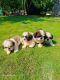 Shih Tzu Puppies for sale in Mumbai, Maharashtra, India. price: 20000 INR