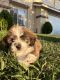 Shih Tzu Puppies for sale in Palmdale, CA, USA. price: NA