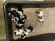 Shih Tzu Puppies for sale in Lee's Summit, MO, USA. price: $700