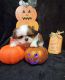 Shih Tzu Puppies for sale in Lawrenceville, Lawrence Township, NJ 08648, USA. price: $650