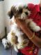 Shih Tzu Puppies for sale in MANJRI GREENS ANNEXE, Solapur - Pune Hwy, हडपसर, पुणे, महाराष्ट्र 412307, India. price: 20000 INR