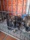 Shih Tzu Puppies for sale in Redlands, CA, USA. price: NA