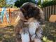 Shih Tzu Puppies for sale in Portland, OR, USA. price: $1,400