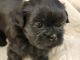 Shih Tzu Puppies for sale in Peoria, AZ, USA. price: $100,000