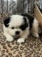 Shih Tzu Puppies for sale in Yreka, CA 96097, USA. price: NA