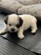 Shih Tzu Puppies for sale in Yreka, CA 96097, USA. price: $1,800