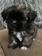 Shih Tzu Puppies for sale in Yreka, CA 96097, USA. price: $1,400