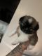 Shih Tzu Puppies for sale in San Bernardino, CA 92404, USA. price: $500