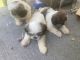 Shih Tzu Puppies for sale in Ridgeland, MS, USA. price: NA