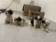 Shih Tzu Puppies for sale in Bengaluru, Karnataka 560082, India. price: 13000 INR