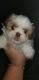 Shih Tzu Puppies for sale in Ste. Genevieve, MO 63670, USA. price: NA