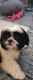 Shih Tzu Puppies for sale in Daytona Beach, FL, USA. price: $1,700