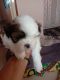 Shih Tzu Puppies for sale in HSR Layout, Bengaluru, Karnataka, India. price: 20000 INR
