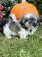 Shih Tzu Puppies for sale in East Meadow, NY, USA. price: NA