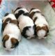 Shih Tzu Puppies for sale in El Mirage, CA 92301, USA. price: NA