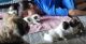 Shih Tzu Puppies for sale in 701 Cultural Park Blvd, Cape Coral, FL 33990, USA. price: $1,300