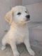 Shih Tzu Puppies for sale in Almora, Uttarakhand, India. price: 15000 INR