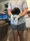 Shih Tzu Puppies for sale in New Braunfels, TX, USA. price: $1,000