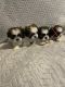 Shih Tzu Puppies for sale in Oklahoma City, OK, USA. price: $750
