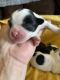 Shih Tzu Puppies for sale in Anaheim, CA 92802, USA. price: $950