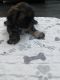 Shih Tzu Puppies for sale in Rockwall, TX, USA. price: NA