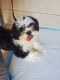 Shih Tzu Puppies for sale in Pearland, TX, USA. price: NA