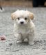 Shih Tzu Puppies for sale in Richmond, VA, USA. price: $1,200