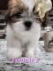 Shih Tzu Puppies for sale in Roseville, MI 48066, USA. price: $800