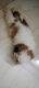 Shih Tzu Puppies for sale in Perambur, Chennai, Tamil Nadu, India. price: 15000 INR