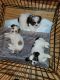 Shih Tzu Puppies for sale in Lakeland, FL, USA. price: $1,600