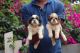 Shih Tzu Puppies for sale in Ashok Nagar, Chennai, Tamil Nadu, India. price: 17000 INR