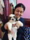 Shih Tzu Puppies for sale in Greater Noida West Link Rd, Gulmohar Estate, Eta I, Greater Noida, Uttar Pradesh, India. price: 16000 INR