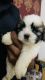 Shih Tzu Puppies for sale in Secunderabad, Telangana, India. price: 30000 INR
