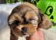 Shih Tzu Puppies for sale in Buda, TX 78610, USA. price: NA