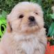 Shih Tzu Puppies for sale in Buda, TX 78610, USA. price: NA