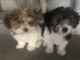 Shih Tzu Puppies for sale in Colorado Springs, CO, USA. price: $500