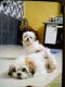 Shih Tzu Puppies for sale in Kamothe, Panvel, Navi Mumbai, Maharashtra, India. price: 25000 INR