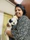 Shih Tzu Puppies for sale in Belghoria, Kolkata, West Bengal, India. price: 15000 INR
