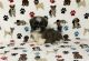 Shih Tzu Puppies for sale in Blountsville, AL 35031, USA. price: NA