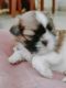 Shih Tzu Puppies for sale in Vishali Nagar, Chanda Nagar, Hyderabad, Telangana 500084, India. price: 35000 INR