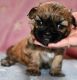 Shih Tzu Puppies for sale in Eugene, OR, USA. price: $650