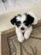 Shih Tzu Puppies for sale in Fort Myers, FL, USA. price: NA